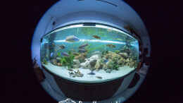 aquarium-von-martin-proell-bis-zum-bitteren-ende_Fish-Eye-View