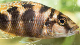 Aquarium einrichten mit Placidochromis Milomo Red (m)