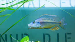 aquarium-von-martin-proell-bis-zum-bitteren-ende_Dimidochromis Strigatus (m)