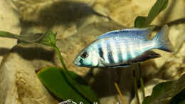 Foto mit Placidochromis Electra (m)