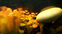Aquarium einrichten mit Ludwigia repens x palustris