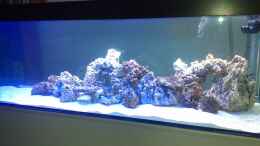 aquarium-von-korallenriff-becken-19931_