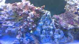 aquarium-von-korallenriff-becken-19931_