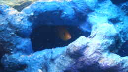 aquarium-von-james-jones--malawi-becken-_ein gutes versteck