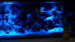 aquarium-von-james-jones--malawi-becken-_Vollmond
