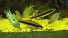 aquarium-von-lupusmedicus-sumatra_Siamesiche Rüsselbarben mit Fadenfischen