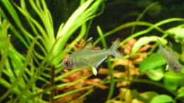 aquarium-von-dieda84-becken-19991_Hyphessobrycon pulchripinnis