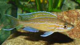 aquarium-von-dirk-lehmann-becken-2_Paracyprichromis nigripinnis