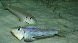 Aquarium einrichten mit Enantiopus melanogenys  Kilesa