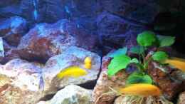 aquarium-von-brownson-malawi-240-mbuna_