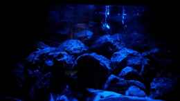 aquarium-von-brownson-malawi-240-mbuna_Mondlicht