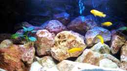 aquarium-von-brownson-malawi-240-mbuna_