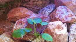 aquarium-von-brownson-malawi-240-mbuna_Im Sonnenlicht