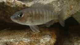 aquarium-von-jerome-homann-becken-2005_Sciaenochromis fryeri Weibchen