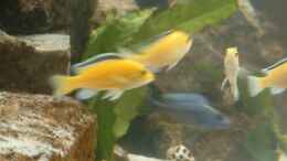 aquarium-von-jerome-homann-becken-2005_Yellows und Sciaenochromis fryeri