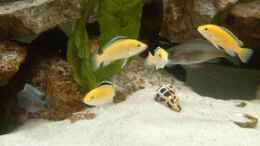 aquarium-von-jerome-homann-becken-2005_Yellows