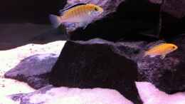 aquarium-von-sebastian-k--mbunas-rocks-n-caves_2 Labidochromis Caeruleus Jungtiere. Noch nicht ganz gefärb