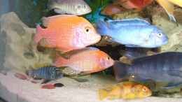aquarium-von-mark-m-malawi-juwel_