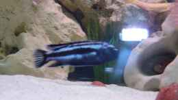 aquarium-von-mark-m-malawi-juwel_