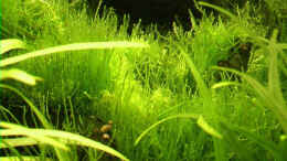 aquarium-von-tilo-schmiedl-becken-2009_11.03.2006 Vesicularia dubyana (V 60)