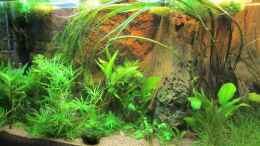 aquarium-von-gabbel-becken-20091_Nach 4 Wochen, es wird langsam grün :)