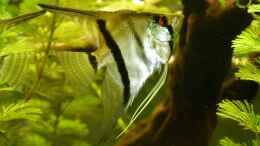 aquarium-von-erma-amerika-gesellschaftsbecken---raumteiler_Pterophyllum scalare 