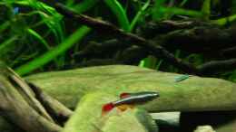 Aquarium einrichten mit Kardinalfisch