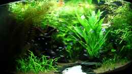 aquarium-von-christian-grunwald-trigon-350_27.09.2011 - Myriophyllum müsste mal wieder gekürzt werden