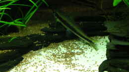 aquarium-von-christian-grunwald-trigon-350_Crossocheilus siamensis Juni 2014