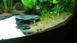 Aquarium einrichten mit Helanthium tenellum - nach dem entfernen fast aller