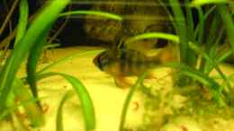 aquarium-von-alexander-schild-becken-2013_Microgeophagus ramirezi