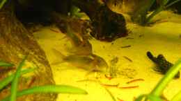 aquarium-von-alexander-schild-becken-2013_Nachwuchs C. aenaeus und Ancistrus sp. mit einem neugierigen
