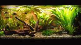 aquarium-von-lumennaturale-juwel-rio-400_Südamerikanische Salmer