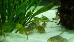 Aquarium einrichten mit Corydoras Sterbai