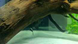 aquarium-von-me8210-diskus_L190 Panaque nigrolineatus
