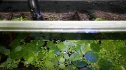 aquarium-von-florian-bandhauer-the-world-of-rio-negro_Auschnitt der LED Beleuchtung die das Becken ausleuchtet.