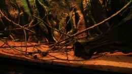 aquarium-von-florian-bandhauer-the-world-of-rio-negro_Hier auch in einer anderen Licht Simulation, dimmbar mit LED