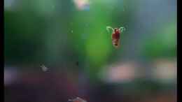 aquarium-von-vixen-vixens-salmler-welse-triops-becken_Daphnia plurex bei der Fütterung...also der, der Fische! xD
