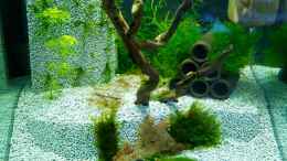 aquarium-von-beni-m-red-bees---verbundkies_Tereassenmodul - Soll mit Fissidens bewachsen...