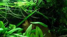 aquarium-von-marco-backtotheroots_Korkenzieherhaselnusszweig mit Nixkraut und Mangrovenwurzel 