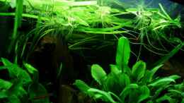 Aquarium einrichten mit Schwimmpflanzen, Brasilianischer Wassernabel und