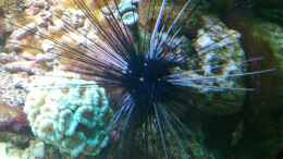 aquarium-von-bluewater-becken-20235_Caulastrea furcata + Diadema setosum