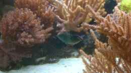 aquarium-von-bluewater-becken-20235_M. bipartitus Männchen
