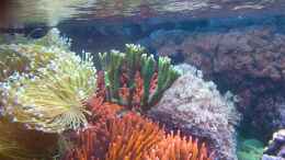 Aquarium einrichten mit Montipora gaimardi