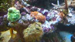 aquarium-von-bluewater-becken-20235_letzter Neuzugang rote Krustenanemone April 2013