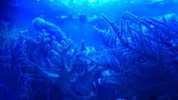 aquarium-von-bluewater-becken-20235_Blaulicht