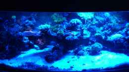 aquarium-von-bluewater-becken-20235_April 2013