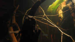 aquarium-von-alex-s-energy-of-rio-negro--nicht-mehr-existent_Aktuelles Mond- ??bergangslicht- Bild 02.12.11