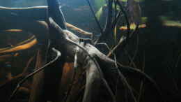 aquarium-von-alex-s-energy-of-rio-negro--nicht-mehr-existent_Die düstere Schwarzwasser Stimmung spiegelt auch dieses Fot