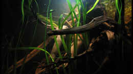 Aquarium einrichten mit Rechte Seite mit frisch eingesetzter Vallisneria